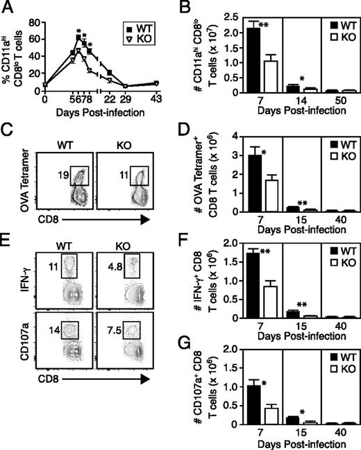 FIGURE 2. Tim-3 KO mice have impaired primary CD8 T cell responses to LM infection. WT and Tim-3 KO mice were infected with attLM-OVA. Peripheral blood samples or spleens were obtained on the indicated days p.i. and analyzed. (A) Longitudinal analysis of the frequencies of activated (Thy1.2+CD8αloCD11ahi) CD8 T cells in peripheral blood. (B) Total numbers of activated CD8 T cells recovered from spleens. (C) Analysis of OVA tetramer+ CD8 T cells in splenocytes obtained on day 7 p.i. (D) Total numbers of OVA tetramer+ CD8 T cells recovered from spleens. (E) IFN-γ and CD107a expression by CD8 T cells following ex vivo stimulation with OVAp. Assays were performed using splenocytes obtained on day 7 p.i. (F and G) Total numbers of IFN-γ– or CD107a-expressing CD8 T cells recovered from spleens, as calculated from data represented in (E). All data shown are representative of results from at least two independent experiments. For all graphs, symbols or bars represent the mean and SE of four to eight data points. *p ≤ 0.05, **p ≤ 0.01.