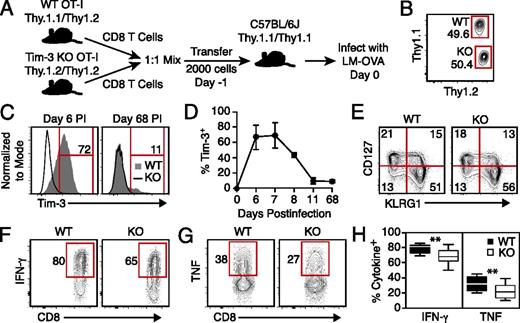 FIGURE 3. Decreased responses to LM by Tim-3 KO CD8 T cells within a WT host. (A) Outline of the coadoptive transfer system used to assess responses by WT and Tim-3 KO OT-I CD8 T cells within a shared WT host. Samples containing 1000 WT and 1000 KO OT-I cells of the indicated Thy1 allotypes were prepared and injected into Thy1.1/1.1 hosts. The next day, hosts were infected with attLM-OVA. (B) Frequencies of WT and Tim-3 KO OT-I cells in cell mixtures immediately prior to injection into hosts. (C) Tim-3 expression by splenic OT-I cells, as determined on the indicated days p.i. (D) Longitudinal analysis of Tim-3 expression by WT OT-I cells in spleen. Each symbol represents the mean and SE of between 4 and 20 data points. (E) Expression of KLRG1 and CD127 by OT-I cells in splenocytes obtained on day 7 p.i. (F and G) Expression of IFN-γ (F) or TNF (G) by OT-I cells in splenocytes following ex vivo stimulation with OVAp. Data were obtained from spleens isolated on day 6 p.i. (H) Frequencies of IFN-γ+ and TNF+ cells within the fractions of WT and Tim-3 KO OT-I cells detected in splenocytes. Frequencies were calculated from data represented in (E) and (F). All data shown are representative of results from at least two independent experiments. Each set of box and whiskers was generated from 12 data points, **p ≤ 0.01.