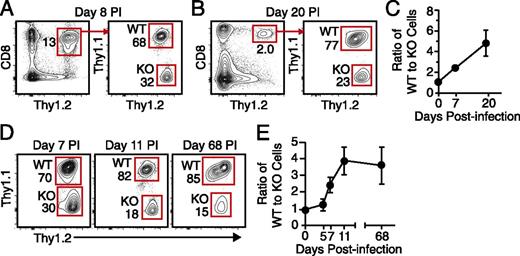 FIGURE 4. The ability of Tim-3 KO CD8 T cells to persist after LM infection is impaired. WT and Tim-3 KO OT-I cells (1000 each) were injected into WT hosts. The next day, hosts were infected with attLM-OVA. OT-I cells were analyzed as indicated. (A and B) Frequencies of WT and Tim-3 KO OT-I cells in peripheral blood on day 8 (A) or day 20 (B) p.i. with attLM-OVA. (C) Ratios between WT and Tim-3 KO OT-I cells in peripheral blood samples taken on the indicated days p.i. (D) Frequencies of WT and Tim-3 KO OT-I cells in splenocytes obtained on the indicated days p.i. (E) Ratios between WT and Tim-3 KO OT-I cells in splenocytes obtained on the indicated days p.i. Filled circles in (C) and (E) represent the mean and SE of values from 4 to 16 independent samples. Flow cytometric data shown are representative of results from at least three independent experiments.