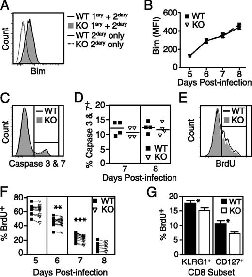 FIGURE 5. Tim-3 KO CD8 T cells undergo less proliferation following LM infection. WT and Tim-3 KO OT-I cells (1000 each) were injected into WT hosts. The next day, hosts were infected with attLM-OVA. Splenic OT-I cells were analyzed as indicated. (A) Expression of Bim by WT and Tim-3 KO OT-I cells as assessed on day 8 p.i. (B) Mean fluorescence intensities (MFI) for Bim levels, as determined on the indicated days p.i. Bim expression was analyzed as shown in (A). Each symbol represents the mean and SE of four data points. (C) Levels of activated caspases 3 and 7 expressed by OT-I cells in splenocytes obtained on day 7 p.i. (D) Frequencies of OT-I cells expressing activated caspases 3 and 7 as determined on the indicated days p.i. (E) Levels of BrdU incorporated by OT-I cells in splenocytes, as assessed 15 h after BrdU injection. Cells were obtained on day 7 p.i. (F) Frequencies of BrdU+ splenic OT-I cells, as determined on the indicated days p.i. Each pair of connected symbols represents WT and Tim-3 KO OT-I cells within the same host. Data were pooled from three independent experiments. Each time point shows analysis of at least 8 mice. (G) Frequencies of BrdU+ cells in the KLRG+CD127− and KLRG−CD127+ subsets of splenic OT-I cells. Analysis was performed on day 7 p.i. All data shown are representative of results from at least two independent experiments. *p ≤ 0.05, **p ≤ 0.01, ***p ≤ 0.001.
