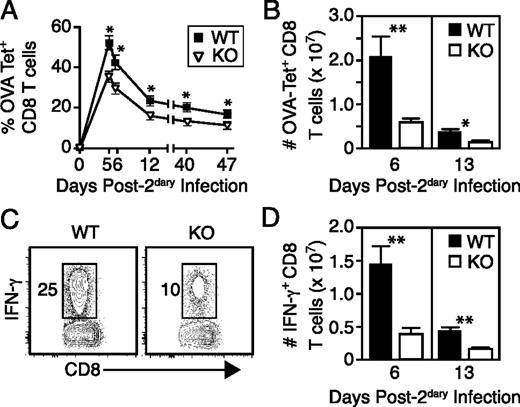 FIGURE 6. Tim-3 KO mice have impaired secondary CD8 T cell responses to LM infection. WT and Tim-3 KO mice were infected with virLM-OVA. Peripheral blood samples or spleens were taken on the indicated days after secondary infection and analyzed. (A) Longitudinal analysis of the frequencies of OVA tetramer+ CD8 T cells in peripheral blood. (B) Total numbers of OVA tetramer+ CD8 T cells recovered from spleens taken on the indicated days p.i. (C) IFN-γ expression by CD8 T cells stimulated with OVAp ex vivo. Data were obtained from splenocytes isolated on day 6 after secondary infection. (D) Total numbers of IFN-γ+ CD8 T cells recovered from spleens, as calculated from data represented in (C). All data shown are representative of results from two independent experiments. For all graphs, symbols or bars represent the mean and SE of four or five data points. *p ≤ 0.05, **p ≤ 0.01.
