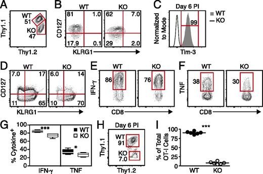 FIGURE 7. Decreased secondary responses to LM by Tim-3 KO CD8 T cells within a WT host. Samples containing a mixture of 70,000 WT and 70,000 Tim-3 KO OT-I memory cells were injected into WT hosts. The next day, hosts were infected with attLM-OVA. Responses by OT-I cells were analyzed as indicated. (A) Frequencies of WT and Tim-3 KO OT-I cells in cell mixtures immediately prior to injection into hosts. (B) Expression of KLRG1 and CD127 by OT-I cells immediately prior to injection into hosts. (C and D) Expression of Tim-3 (C) and KLRG1 and CD127 (D) by splenic OT-I cells, as determined on day 6 p.i. (E and F) Expression of IFN-γ (E) and TNF (F) by OT-I cells in splenocytes following ex vivo stimulation with OVAp. Data were obtained from splenocytes isolated on day 6 p.i. (G) Frequencies of IFN-γ+ and TNF+ cells within the splenic WT and Tim-3 KO OT-I populations. Frequencies were calculated based on the data represented in (E) and (F). Each set of box and whiskers was generated from six data points. (H) Frequencies of WT and KO OT-I cells in spleen on day 6 p.i. (I) Frequencies of WT and KO cells in the total OT-I cell pool within spleens on day 6 p.i. Frequencies were calculated based on the data represented in (H). Each circle represents data obtained from an individual host mouse. All data were obtained from a single experiment involving multiple donors for memory cells; these were pooled and injected into host mice. *p ≤ 0.05, ***p ≤ 0.001.