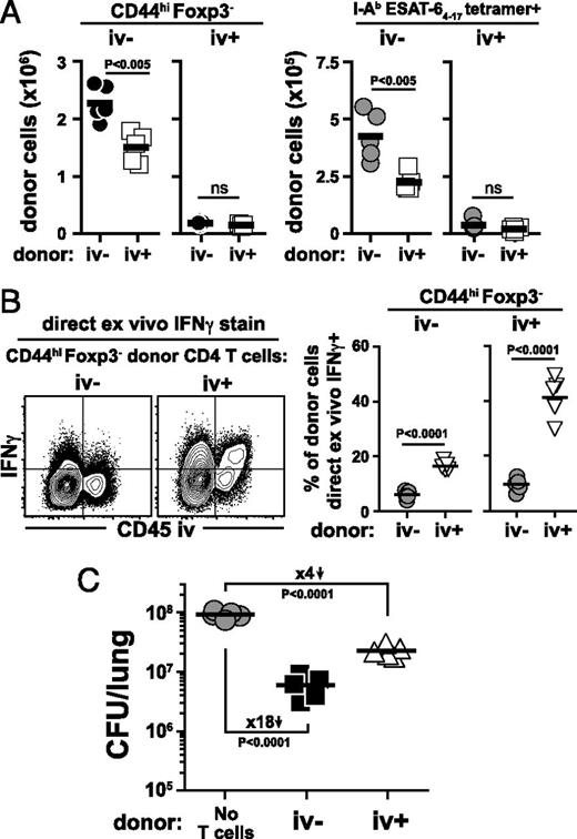 FIGURE 4. Parenchyma-homing CD4 T cells display greater control of M. tuberculosis infection compared with iv cells. The iv− and iv+ CD4 T cells were FACS purified from day-30 infected mice and adoptively transferred into TCRα−/− mice that had been infected with M. tuberculosis 7 d earlier; lungs were harvested on day 28 p.i. (A) Absolute number of CD44hiFoxp3− effector and I-AbESAT-64–17 tetramer+ donor CD4 T cells in the recipient lungs. (B) Direct ex vivo IFN-γ staining of donor CD4 T cells. (C) Bacterial loads in the lungs of recipient mice. All data are representative of two independent experiments (n = 5/experiment). ns, not significant.