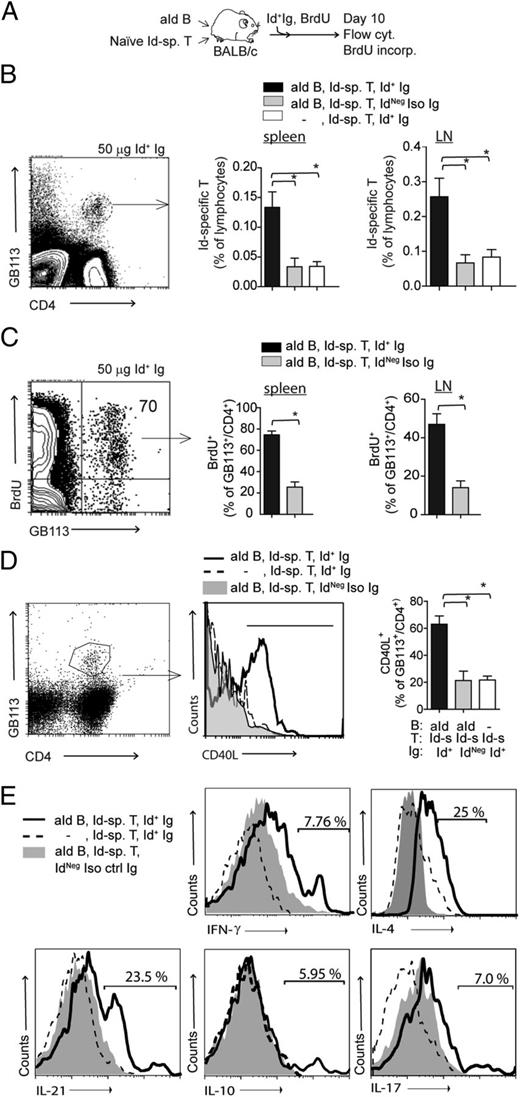 FIGURE 3. In vivo expansion, CD40L expression, and cytokine profile of Id-specific T cells in the presence of anti-Id B cells and Id+ Ig. (A) Experimental design for (B) and (C). Anti-Id B cells and Id-specific T cells (4 × 105, 1:1 mixture of CD19+ B cells and CD8-depleted naive T cells) were transferred i.v. into BALB/c mice. Twenty-four hours later, Id+ Ig or Id− iso Ig (50 μg) was given i.v., followed by continuous BrdU administration. (B) Expansion of Id-specific T cells (CD4+/GB113+) among gated lymphocytes in spleens and lymph nodes (LN) on day 10. Data (mean ± SEM) summarize two independent experiments with three mice/group. (C) BrdU incorporation into Id-specific T cells (CD4+/GB113+) in spleens and LNs on day 10. Data are mean ± SEM for three mice from one experiment. (D and E) Experimental design as in (A), except that 5 × 106 B cells and 2.5 × 106 T cells (both nondepleted) were transferred. (D) Expression of CD40L on Id-specific T cells (CD4+/GB113+) on day 10. Data are mean ± SEM. (E) Cytokine profile for GB113+/CD4+ LN cells in recipient mice on day 10. Data in (D) and (E) represent one of three independent experiment with three mice/group. *p < 0.05.