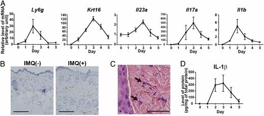FIGURE 1. Infiltration of neutrophils in IMQ-induced psoriasis-like skin inflammation. (A) Kinetics of the mRNA levels of Ly-6G, IL-1β, Krt16, IL-23p19, and IL-17A in IMQ-treated skin tissue from individual WT mice (n = 5 mice for each time point [days 0, 1, 2, 3, 4, and 5]). Representative data from one of two independent experiments are shown. (B) IHS analysis of neutrophil infiltration in nontreated (left panel, IMQ−) or IMQ-treated (right panel, IMQ+) skin on day 2. Images are representative of five mice from three independent experiments in each group. Scale bars, 100 μm. (C) H&E staining of IMQ-treated skin from WT mice on day 2. A representative of five mice from three independent experiments is shown. Black arrows highlight individual polymorphonuclear neutrophils. Scale bar, 50 μm. (D) Released IL-1β protein levels in IMQ-treated skin from WT mice (n = 4–7 mice for each time point). Representative data from two independent experiments.