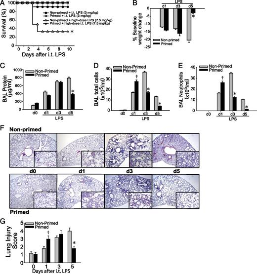 FIGURE 1. Immunological priming accelerates lung injury resolution. Following a 7-d priming period, primed and nonprimed WT mice were assessed for survival after either 3 or 7.5 mg/kg i.t. LPS (A). After either dose of i.t. LPS, survival over 10 d was determined in primed and nonprimed WT mice (n = 8–10/time point). *, log-rank test for survival curve. Primed and nonprimed WT mice were assessed for body weight relative to baseline (B), BAL protein (C), BAL total cell counts (D), and BAL neutrophils (E) at intervals after i.t. LPS injury. (F) Histological sections were stained with H&E in primed and nonprimed WT mice. Original magnifications ×20; ×100 (insets). (G) Histopathological mean lung injury scores from ×20 sections (n = 4–6 animals/group/time point). Values expressed as mean ± SEM; * or † paired t test against other group at same time point, p < 0.05.