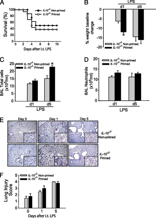 FIGURE 4. IL-10−/− mice do not benefit from immunological priming. (A) Survival was determined in primed and nonprimed IL-10−/− mice. Primed and nonprimed IL-10−/− mice were assessed for body weight relative to baseline (B), BAL total cell counts (C), or BAL neutrophils (D) at days 1 or 5 after i.t. LPS injury. (E) Histological sections were stained with H&E in primed and nonprimed WT mice. Original magnifications ×20; ×100 (insets). (F) Histopathological mean lung injury scores from ×20 sections. Values expressed as mean ± SEM; *p < 0.05; paired t test against other group at same time point (n = 4–6 animals/group/time point); log-rank test for survival curve, n = 8–10 in primed and nonprimed groups.