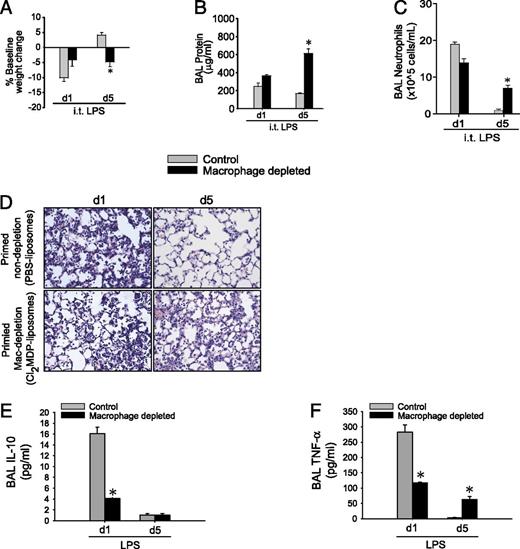 FIGURE 6. IL-10–producing alveolar macrophages are critical for immunological priming. Primed mice treated with PBS-liposomes (control) and primed mice treated with CL2-MDP liposomes (macrophage depleted) were assessed for body weight relative to baseline (A), BAL total protein (B), BAL neutrophils (C), or histological damage (D) by H&E staining (original magnification ×100) at days 1 or 5 after i.t. LPS injury. BAL IL-10 (E) and TNF-α from primed control and primed macrophage-depleted were measured at days 1 or 5 after i.t. LPS. Values expressed as mean ± SEM. *p < 0.05; one-way ANOVA (A–C) or paired t test (E, F) against other groups at same time point (n = 4–6 animals/group/time point).