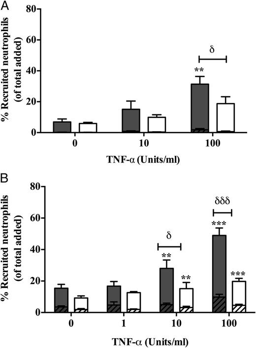 FIGURE 2. Recruitment of neutrophil to TNF-α–treated GEnC mono- and cocultures. (A) Primary or (B) immortalized cell line cultures of GEnCs and podocytes were cultured in juxtaposition (open bars) and stimulated with TNF-α (0-100 U/ml). GEnC monocultures (filled bars) were assessed as controls. Neutrophils were allowed to adhere and migrate through the constructs. Neutrophil recruitment was assessed at 1 h and taken to represent all cells that had bound to the GEnCs (i.e., firmly adherent [hashed bars] and transmigrated [plain bars]). Data are means ± SEM. (A) n = 4 and (B) n = 11–32. **p < 0.01, ***p < 0.0001 for the effect of cytokine treatment as determined by a paired Wilcoxon signed-rank test between treatments within cultures. δp < 0.05, δδδp < 0.0001 for difference between cocultures and monocultures as determined by a Mann–Whitney U test.