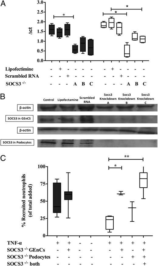 FIGURE 5. SOCS3-mediated downregulation of neutrophil recruitment in cocultures of GEnCs and podocytes. (A) Detection of SOCS3 mRNA in TNF-α (100 U/ml)–stimulated cultures of GEnCs (filled bars) and podocytes (open bars) by quantitative PCR following SOCS3 knockdown with three different oligomers (labeled A [mixture of three oligomers] and B and C [individual oligomers]) or a scrambled control. Lipofectamine presence is indicated, whereas “untreated” indicates absence of Lipofectamine, scrambled control, or SOCS oligomers. Data are minimum to maximum (n = 3–6). A Friedman test compared the effect of SOCS3 knockdown (p < 0.05). *p < 0.05 comparing controls within cultures by a Dunnett post hoc test. (B) Western blotting confirming the SOCS3 protein knockdown in GEnCs and podocytes compared with controls (untreated cultures, Lipofectimine-treated cultures, and scrambled RNA-treated cultures). β-actin was used as loading control. (C) Neutrophil recruitment in cocultures (open bars) and GEnC monoculture (filled bars) with SOCS3 knockdown (−/−) with three different oligomers (labeled A [mixture of three oligomers] and B and C [individual oligomers]) or a scrambled control. Lipofectamine presence is indicated, whereas “untreated” indicates absence of Lipofectamine, scrambled control, or SOCS oligomers. Neutrophil recruitment in cocultures was also tested with SOCS3 knockdown in only one cell type. Neutrophil recruitment was assessed in TNF-α (100 U/ml)–treated cultures at 1 h. Data are minimum to maximum of recruited cells (n = 3–7). A Friedman test compared the effect of SOCS3 knockdown (p < 0.05). *p < 0.05, **p < 0.01 comparing with controls by a Dunnett post hoc test.