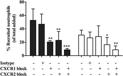FIGURE 6. Role of CXC receptors in supporting neutrophil migration. CXCR1 and CXCR2 receptors were blocked either individually or in combination using respective blocking Abs (4 μg/ml) on neutrophils for 15 min prior to addition in both GEnC monocultures (filled bars) and cocultures (open bars) stimulated with TNF-α (100 U/ml). Neutrophil recruitment was assessed at 1 h and expressed as percentage of added cells. The effects were also compared with an isotype-matched mouse IgG in these experiments. Data are means ± SEM (n = 5). ANOVA shows a significant effect of treatment on neutrophil migration (p < 0.05). *p < 0.05, **p < 0.01, ***p < 0.0001 comparing the effect of receptor blocking on neutrophil migration with their respective controls within cultures by a Bonferroni post hoc test. Untreated, absence of isotype control Ab, CXCR1, and anti-CXCR2 blocking Abs.
