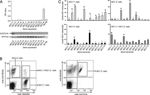 FIGURE 2. Subpopulations of WC1+ γδ T cells defined by expression of WC1 molecules with different types of WC1 endodomains. (A) Ab CACT21A was evaluated for reactivity against the myc-tagged domain 1 proteins of 13 WC1 molecules in ELISA and immunoblotting. Negative controls included no Ag (no Ag). The OD values represent the mean ± SEM for three independent experiments. (B) PBMC stained with anti-WC1.1 mAb BAG25A, anti-WC1.2 mAb CACTB32A, and anti-WC1.3 mAb CACT21A were analyzed via flow cytometry (100,000 events). The left panel shows the PBMC staining with mAb BAG25A and mAb CACTB32A. The right panel shows the PBMC staining with mAb BAG25A and mAb CACT21A. The gated populations are indicated in the figure. (C) Zmol of WC1 gene transcripts present in the WC1.1+/WC1.2− subpopulation (BAG25A+/CACTB32A−, empty bars), the WC1.1−/WC1.2+ subpopulation (BAG25A−/CACTB32A+, gray bars), the WC1.3 subpopulation (mAb CACT21A+, black bars), and the WC1.1+/WC1.2+ subpopulation (BAG25A+/CACTB32A+ striped bars). Mean values ± SE for n = 5 replicates from two independent experiments are represented, and significant differences (p < 0.05, one-way ANOVA with Bonferroni posttest, Prism 5, GraphPad) between any 2 of 13 WC1 transcripts within a subpopulation are indicated by asterisks.