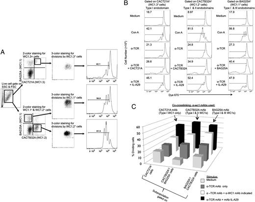 FIGURE 3. Proliferation of ex vivo primary bovine γδ T cell subpopulations induced by Abs that react with WC1 with various endodomains. (A) A representation of the gating strategy to determine dividing cells in the various subpopulations is shown using Dye670-loaded PBMC and culturing with Con A. (B) Dye670-PBMC were cultured for 3 d with medium only, plate-bound anti-TCR mAb (1 μg/ml) only, or plate bound anti-TCR (1 μg/ml) plus anti-WC1 mAb (anti-WC1.1 mAb BAG25A, 10 μg/ml; anti-WC1.2 mAb CACTB32A, 10 μg/ml; anti-WC1.3 mAb CACT21A, 10 μg/ml; or anti-pan WC1+ mAb ILA29, 10 μg/ml). Cells were gated for viability and WC1.1+ (BAG25A+), WC1.2+ (CACTB32A+), and WC1.3+ (CACT21A+) subpopulations before plotting for Dye670 intensity. These results are representative of two experiments. (C) Summary of the proliferation of WC1.1+ (BAG25A+), WC1.2+ (CACTB32A+), and WC1.3+ (CACT21A+) subpopulations stimulated by Abs that react with WC1 gene products, as detailed in Table I.