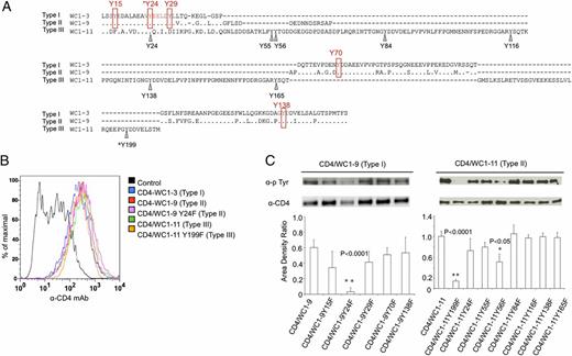 FIGURE 4. Tyrosine motifs of WC1 type I, II, and III endodomains. (A) Deduced amino acid sequence from transmembrane regions and intracytoplasmic tails of WC1-9, WC1-11, and the archetypal WC1 sequence (WC1-3) were aligned using ClustalW2 using the default parameters and refined manually. GenBank accession numbers (https://www.ncbi.nlm.nih.gov/genbank/) for amino acid sequences used for comparison are as follows: WC1-3 type I endodomain (archetypal WC1.1; X63723; WC1-3), WC1-9 type II endodomain (FJ031208; WC1-9), and WC1-11 type III endodomain (FJ031209; WC1-11). Identities are indicated by periods (.) and gaps by hyphens (-). The five tyrosines shared by WC1-3 and WC1-9 (rectangles) and the eight tyrosine residues in WC1-11 (arrowheads) are indicated. Amino acids are numbered from the beginning of the cytoplasmic tail. The tyrosine residues that were found to be the main targets of tyrosine kinases in this study were indicated by asterisks. (B) Jurkat cells were infected with lentivirus encoding CD4/WC1-3 WT, CD4/WC1-9 WT, CD4/WC1-9 Y24F (second tyrosine mutated to phenylalanine), CD4/WC1-11 WT, or CD4/WC1-11 Y199F (eighth tyrosine mutated to phenylalanine) individually. Empty lentiviral vector was used as a control. Transduced cells were enriched by flow cytometry based on their GFP expression and stained with PE-conjugated mouse anti-human CD4. (C) Cell membrane extracts of 293T cells transfected with 2 μg each of pBK-CMV CD4/WC1-9 and CD4/WC1-11 constructs were immunoblotted with anti-phosphotyrosine mAb 4G10. Membranes were stripped and reprobed with rabbit anti-human CD4 Ab to determine the amount of CD4/WC1 proteins expressed. The amount of phosphotyrosine signal was normalized to the amount of CD4/WC1 proteins detected by anti-CD4 Ab. The phosphorylation intensity of each chimeric protein was measured, and the ratio of anti-phosphotyrosine signal to anti-CD4 signal (area density ratio) was determined and represented as mean ± SD for three experiments. Significant differences between WT and mutant CD4/WC1, as determined by t test (one tailed), are marked by asterisks, and each corresponding p value is shown above the bar.
