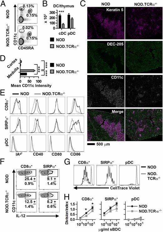 FIGURE 1. Dysregulation of thymic DC in NOD mice lacking SP. Frequency (A) and absolute number (± SEM) (B) of thymic cDC and pDC in NOD and NOD.TCRα−/− thymi (n = 8 each). (C) Staining of thymic sections for keratin 5+ mTEC, DEC-205+ cortical thymic epithelial cells, and CD11c+ DC. (D) Quantification of mean CD11c intensity per unit area (± SEM) in the thymic medulla and cortex (n = 12 sections each). (E) Analysis of MHC and costimulatory molecule expression by NOD and NOD.TCRα−/− thymic DC. Data are representative of four experiments. (F) Constitutive intracellular IL-12 expression (± SD from three experiments) by thymic cDC from NOD and NOD.TCRα−/− mice. (G) DC subsets were FACS sorted from NOD and NOD.TCRα−/− thymi, and BDC2.5 CD4+ T cell proliferation was measured. Data are gated on live/Thy1.2+/CD4+ cells from representative cocultures with 10−2 μg/ml sBDC-pulsed DC subsets. (H) Division Index (± SEM) calculated from cells proliferating in (G). Data represent three pooled experiments. *p < 0.05, ***p < 0.001.