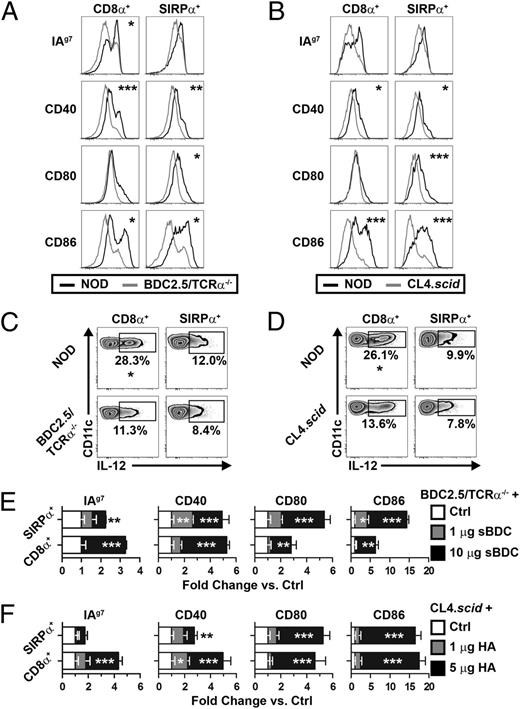 FIGURE 2. Ag-specific interactions with SP regulate thymic DC activation status. MHC and costimulatory molecule expression by thymic cDC isolated from NOD and BDC2.5/TCRα−/− mice (A) or NOD and CL4.scid mice (B). Constitutive IL-12 production by thymic cDC from NOD and BDC2.5/TCRα−/− mice (C) or CL4.scid mice (D). BDC2.5/TCRα−/− mice (E) or CL4.scid mice (F) were injected i.v. with sBDC or HA, respectively, or PBS (Ctrl), and MHC and costimulatory molecule expression by thymic DC was measured 16–18 h later. Values are expressed as fold change in mean fluorescence intensity versus Ctrl (normalized to 1). All asterisks represent comparison with Ctrl. Data are representative of three to five experiments. *p < 0.05, **p < 0.01, ***p < 0.001.