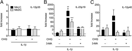 FIGURE 4. MoLC and MoDC differ quantitatively in their ability to modulate the gene profile of IL-12 family cytokines. MoLC and MoDC were stimulated with rh-IL-1β (30 ng/ml) for 24 h in presence or absence of CHQ (20 μM) or 3-MA (10 mM), respectively. Gene expression values of (A) IL-12p35, (B) IL-23p19, and (C) IL-12p40 were normalized to SDHA or YWHAZ and are relative to controls (control assigned as 1.0). Data represent mean values + SEM (n = 3–8). Statistical differences (**p < 0.01, ***p < 0.001) were calculated using one-way ANOVA test, followed by a Bonferroni posttest in comparison with untreated cells.
