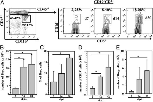 FIGURE 1. Bregs persist in the brain during chronic viral infection. Single-cell suspensions of brain tissue obtained from MCMV-infected mice (three to five animals) per time point were banded on a 70% Percoll cushion. Brain leukocytes were collected and labeled with PE-Cy5–conjugated Abs specific for CD45, AF700-labeled anti-CD11b Abs, and APC-Cy7 anti-CD19 Abs and analyzed using flow cytometry. Bregs were identified within the CD45hi cell population by using a Breg staining kit (BioLegend). The data obtained were processed using FlowJo software (Tree Star). (A) Representative flow cytometric plots show the percentages of CD45hiCD19+CD1dhiCD5+ Bregs within the infiltrating CD45hiCD3− population obtained from infected brains at 7, 14, and 30 d p.i. (B) CD19+ CD1dhiCD5+ Abs were used to determine the total number of Bregs within the infiltrating CD45hiCD3− population. Data shown are mean (± SEM) absolute number of infiltrating cells pooled from three independent experiments (n = 3–5). (C) Percentage of Bregs within the infiltrating CD45hiCD3− cell population at indicated time points from three independent experiments are shown (n = 3–5). (D) Absolute numbers of CD19+ cells determined from the total CD45hi population including CD3+ cells. (E) Absolute numbers of CD1dhiCD5+ cells determined within the infiltrating CD45hi population including CD3+ cells. *p < 0.05, 14 or 30 d p.i. versus 7 d p.i.