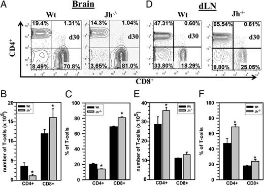 FIGURE 2. T cell responses are altered within the brains of B cell–deficient mice. Wt and B cell–deficient (Jh−/−) mice were infected with MCMV, and brain-infiltrating leukocytes were collected at 30 d p.i., labeled with PE-Cy5–conjugated Abs specific for CD45, AF700-labeled anti-CD11b, eFluor 450-CD4, and PE-Cy7–CD8, and analyzed using flow cytometry. (A) Representative contour plots showing the percentages of CD4+ and CD8+ T cells within the brain-infiltrating CD45hi population at 30 d p.i. are shown. (B) Specific fluorescent-tagged mAb were used to stain CD4+ and CD8+ cells and determine total T cell numbers within the infiltrating CD45hi population. Data shown are mean (± SEM) absolute number of infiltrating cells pooled from three independent experiments (n = 5). (C) The percentage of CD4+ and CD8+ T cell subsets at 30 d p.i. from three independent experiments are shown (n = 5). (D) Representative contour plots from dLN of Wt and Jh−/− mice infected with MCMV at 30 d p.i. (E) The absolute number of CD4+ and CD8+ T cells from the dLN of Wt and Jh−/− animals was determined and presented as pooled data from three independent experiments (n = 5). (F) The percentage of CD4+ and CD8+ T cell subsets in dLN from three independent experiments are shown (n = 5). *p < 0.05 versus infected Wt.
