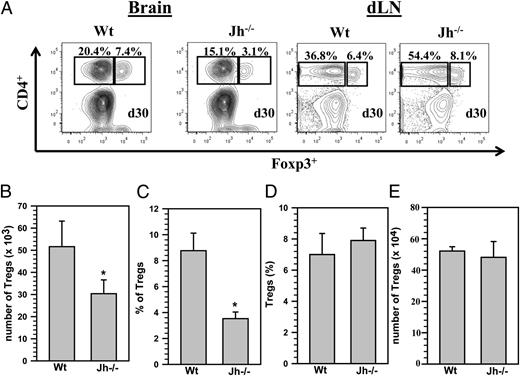 FIGURE 3. Absence of B cells leads to decreased numbers of Tregs within the brain. Wt and Jh−/− mice were infected with MCMV, and brain tissue samples were obtained at 30 d p.i. Brain leukocytes were collected and labeled with PE-Cy5–conjugated Abs specific for CD45, AF700-labeled anti-CD11b, eFluor 450–CD4, and FITC-Foxp3 and analyzed using flow cytometry. (A) Representative contour plots show the percentages of CD4+Foxp3+ Tregs within the infiltrating CD45hi population in the infected brains at 30 d p.i. Also, representative contour plots are shown from dLN of Wt and Jh−/− mice collected at 30 d p.i. (B) FITC-labeled anti-Foxp3 Abs were used to determine the total number of Tregs within the infiltrating CD45hi population (n = 5). Data shown are mean (± SEM) absolute number of infiltrating cells pooled from three independent experiments. (C) The percentage of CD4+Foxp3+ Tregs within CD45hi population from three independent experiments is also shown (n = 5). (D) The absolute number of CD4+Foxp3+ T cells was also determined from the dLN of Wt and Jh−/− animals and presented as pooled data from three independent experiments (n = 5). (E) The percentage of CD4+Foxp3+ T cell subsets in dLN from three independent experiments are shown (n = 5). *p < 0.05 versus infected Wt.