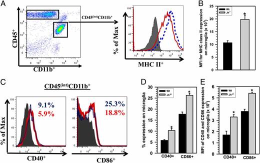 FIGURE 4. B cell–deficient mice display increased levels of chronic microglial cell activation. Brain mononuclear cells isolated from animals at 30 d p.i. were stained using anti-CD45, anti-CD11b, anti–MHC-II, anti-CD40, and anti-CD86 surface marker Abs. (A) Upregulation of MHC II on the CD45intCD11b+ resident microglial cells from Wt and Jh−/− mice in response to viral brain infection was compared. An overlay of histograms from isotype (gray shaded), Wt (red solid line) mice, and Jh−/− (blue dotted line) animals is shown. (B) Data presented show MFI of MHC II binding to microglia from Wt versus Jh−/− mice (n = 5). (C) Modest upregulation of CD40 and CD86 on CD45intCD11b+ resident microglial cells from Wt and Jh−/− mice in response to viral brain infection was seen at 30 d p.i., although expression of these markers wanes at these later time points. Representative histogram overlays of microglial cells isolated from Wt (red, solid line) and Jh−/− (blue, dotted line) animals stained for CD40 and CD86 expression, as well as isotype controls (grey, shaded) are shown. Isotype control staining is shown for Wt microglia, which was indistinguishable from Jh−/− cells (data not shown). (D) Data presented in the bar graph show percentage of CD40 and CD86 expression on microglia from Wt versus Jh−/− mice (n = 5). (E) Mean fluorescent intensity (MFI) of CD40 and CD86 expression on microglia obtained from Wt versus Jh−/− mice. *p < 0.01 versus infected Wt for (B), *p < 0.05 versus infected Wt for (D) and (E).
