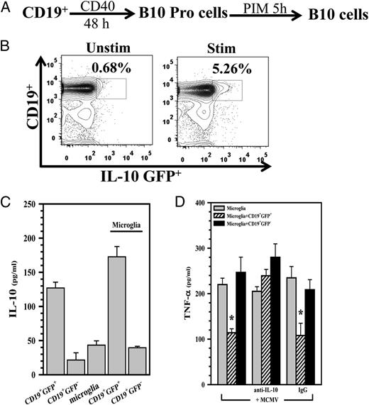 FIGURE 5. Induced B10 cells modulate microglial cell activation. (A) Splenic CD19+ B cells from IL-10–GFP knockin mice were cultured with agonistic CD40 mAb (1 μg/ml; eBioscience) for 48 h. For the last 5 h, cells were treated with LPS (10 μg/ml; Sigma-Aldrich), PMA (50 ng/ml; eBioscience), ionomycin (100 ng/ml; eBioscience), and monensin (PIM; eBioscience) for 5 h to induce IL-10–producing B10 cells. (B) Representative flow cytometry contour plots showing IL-10 induction in CD19+ cells that were stimulated with the above protocol. (C) The induced B10 cells were then added to purified cultures of primary murine microglia (1:1 ratio), and IL-10 production in these cocultures was assessed using ELISA. (D) CD19+IL-10–GFP+ B10, as well as CD19+IL-10–GFP−, cells were enriched using FACS and then added to primary microglial cell cultures. Cocultures were incubated for 5 h, followed by stimulation with MCMV (multiplicity of infection of 5) and assessment of TNF-α production (at 24 h) using ELISA. *p < 0.05, CD19+GFP+ versus microglia alone. *p < 0.05, MCMV alone and IgG isotype versus anti-IL-10.