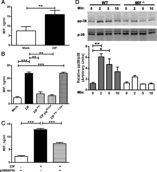 FIGURE 5. Human macrophages differentiated from PBMCs were infected with 23F pneumococci at a multiplicity of infection of 10:1, and their culture supernatant was assayed for MIF production by specific ELISA (A). THP-1 macrophages, differentiated by PMA, were infected with the indicated strain of pneumococci. MIF production postinfection was diminished in the 23Fply− and 23FplyW433F strains compared with 23F and restored in the revertant 23Fply−→ply+ strain (B). MIF production was abrogated by inhibition of p38-MAPK phosphorylation by treatment with SB203580 (a specific MAPKi, C). Phosphorylation of p38-MAPK was observed by Western blotting postinfection of cultured BMDMs from WT mice with 23F pneumococci and quantified by densitometry. p38-MAPK phosphorylation was diminished in BMDMs of Mif−/− mice (D). Mean ± SD values depicted from four independent experiments. Representative Western blot shown and densitometry performed from four independent experiments. *p < 0.05, **p < 0.01, ***p < 0.001, one-way ANOVA.