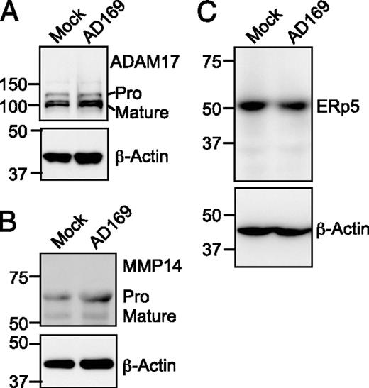FIGURE 3. HCMV infection does not cause changes in the processing or expression of ADAM17, MMP14, or ERp5. U373 MICA*019 cells were infected with AD169 (MOI 5) or left uninfected. Day 4 postinfection, cell lysates were prepared. (A) Western blot analysis to assay the levels of expression and processing of ADAM17 in mock- and HCMV-infected cells, and β-actin was used as a loading control. In four experiments, the ratio of pro to mature ADAM17 protein was 0.64 for the mock-infected cells and 0.68 for the AD169-infected cells; this difference was not statistically significant. (B) Western blot analysis of MMP14 processing and expression in mock- and HCMV-infected cells. The ratio of pro to mature MMP14 protein was 2.8 for the mock-infected cells and 3.0 for the AD169-infected cells (four experiments); this difference was not significant. (C) Western blot analysis of the effect of HCMV infection on expression of the ERp5 molecule (three experiments). No significant difference was noted between infected and control cells.