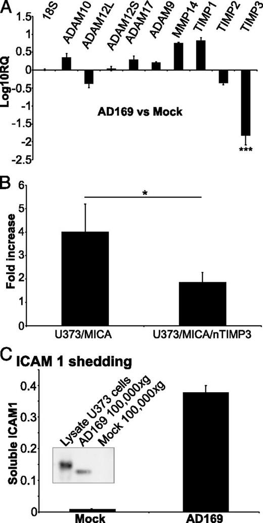 FIGURE 4. A marked reduction in the expression of TIMP3 underlies the increased activity of metalloproteases in HCMV-infected cells. (A) U373 MICA*019 cells were infected with AD169 (MOI 5) or left uninfected. Day 4 postinfection, total RNA was extracted from the cells, and quantitative RT-PCR was used to assay the levels of expression of the indicated metalloproteinases and TIMPs. The results are expressed as Log10RQ normalized to the levels of expression of 18S mRNA. Data presented are the mean ± SD of two experiments. (B) U373/MICA*019 cells and U373/MICA*019 cells further transfected with nTIMP3 were infected with AD169 (MOI 5) or left uninfected. Day 4 postinfection, the cells were washed, cultured with fresh medium for 5 h, and shed MICA measured by ELISA. Data are presented as the fold increase in shedding induced by HCMV infection. Data are the mean ± SD of three experiments. (C) U373 MICA*019 cells were infected with AD169 (MOI 5) or left uninfected. Day 4 postinfection, the cells were washed and cultured with fresh medium for 5 h. At the end of this incubation, cell-free supernatants were collected and cell lysates were prepared. The levels of soluble ICAM-1 molecules were measured using a capture ELISA, and OD490 values are shown. Data are the mean ± SD of five experiments. Inset shows Western blot analysis of 100,000 × g supernatants of mock- and AD169-infected cells with a cell lysate control for comparison. *p < 0.05, ***p < 0.01.