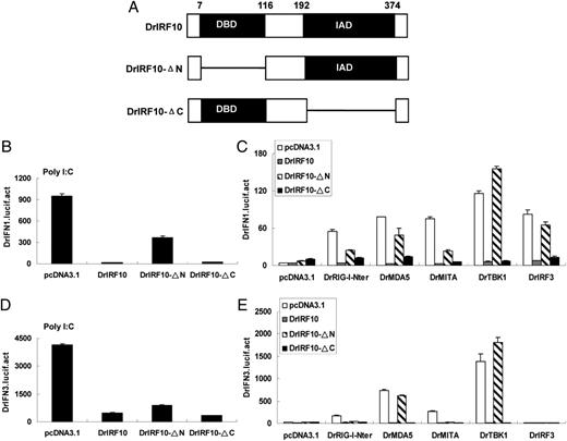 FIGURE 4. DBD is essential for the function of DrIRF10. (A) Schematic representation of wild type DrIRF10 and two mutants. (B and D) EPC cells were cotransfected with DrIRF10, DrIRF10-ΔN or DrIRF10-ΔC, and DrIFN1pro-Luc or DrIFN3pro-Luc, then stimulated with poly I:C at 24 h posttransfection. LUC activities were monitored at 24 h after stimulation. (C and E) Overexpression of DBD of DrIRF10 abolished the activation of DrIFN1 and DrIFN3 induced by RLRs. EPC cells were cotransfected with DrRIG-I-Nter, DrMDA5, DrMITA, DrTBK1 or DrIRF3 and DrIRF10, DrIRF10-ΔN or DrIRF10-ΔC plus DrIFN1pro-Luc or DrIFN3pro-Luc at the ratio of 1:1:1. At 48 h posttransfection, cells were collected for detection of LUC activities. The data represented the average of three independent experiments. Error bars are the SDs obtained by measuring each sample in triplicate.