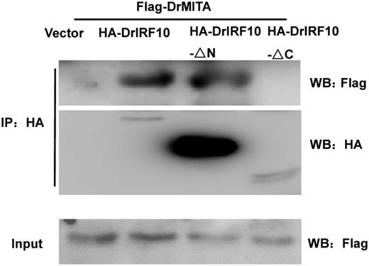 FIGURE 5. DrIRF10 interacts with DrMITA via IAD. 293T cells seeded in 10-cm dishes were cotransfected with 5 μg Flag-DrMITA and 5 μg HA-DrIRF10 or HA-DrIRF10-ΔN or HA-DrIRF10-ΔC. Empty vector pcDNA3.1 (5 μg) was transfected in parallel as control. After 24 h, cell lysates were immunoprecipitated with anti–HA-Agarose beads. Then the immunoprecipitates were analyzed by Western blotting with the anti-HA or anti-Flag Ab, respectively.