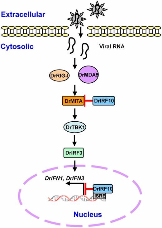 FIGURE 7. Mechanisms of suppression of DrIFN1 and DrIFN3 by DrIRF10. Upon RNA virus infection, viral RNA is recognized by DrRIG-I or DrMDA5, signal of infection transfers to the nuclear through RLR pathway, and then DrIFN1 and DrIFN3 transcriptions are launched to set up an antiviral state. Two mechanisms are found for DrIRF10 to balance this immune reaction. Mainly, DrIRF10 inhibits DrIFN1 and DrIFN3 induction by binding to the ISRE motif in their promoter regions via DBD. In addition, DrIRF10 also interacts with DrMITA via IAD to block DrIFN1 and DrIFN3 activation.