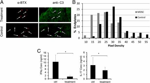 FIGURE 3. Complement activation on endplates and AChR-specific T cell responses are reduced in the MDSC-treated EAMG mice. At the end of the experiments, complement activation on endplates was assessed by immunofluorescence staining of α-BTX (specifically bind to endplates) and anti-C3 Abs (A). MAC staining density at the endplates in MDSC- and mock-treated mice with EAMG was also assessed (B); AChR-specific T cell responses were analyzed by measuring IFN-γ and IL-17 concentrations in the culture supernatants of the recall assays using splenocytes collected from MDSC-treated and control EAMG mice (C). Error bars are SD. *p < 0.01, combined results from two experiments.