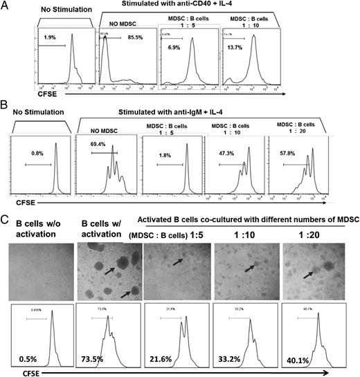 FIGURE 5. HSC-induced MDSCs directly inhibit B cells in vitro. (A) Splenocytes from C57BL/6 mice (4 × 105 cells) were labeled with CFSE, activated by 1 μg/ml rat anti-CD40 IgG and 100 U/ml IL-4, and then immediately cocultured with different numbers of MDSCs. The proliferation of the activated CD19+ B cells was assessed on day 4 by flow cytometry. (B) Similar experiments were done except that B cells were activated by 10 μg/ml goat anti-mouse IgM F(ab′)2 and 100 U/ml IL-4. Cells were analyzed on day 3. Representative results of more than three experiments. (C) B cells were activated by anti-IgM F(ab′)2/IL-4 and MDSCs were added 24 h later, showing that MDSCs inhibit the proliferation of preactivated B cells. Upper panel, Images of cell clumps (arrows) formed after B cell proliferation; lower panel, B cell proliferation assessed by CFSE dilution assays. Representative results of five experiments.