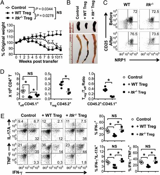 FIGURE 5. ITK is required for the suppressive function of nTregs in naive CD4+ T cell–induced colitis in Rag−/− mice. WT naive CD44loCD62Lhi CD4+ T cells (CD45.1+) were injected into Rag−/− mice along with either WT or Itk−/− CD25+CD4+ Tregs (CD45.2+). Control mice received WT naive CD4+ T cells along with PBS. (A) Weight curve of indicated mice. n ≥ 3. The p values were by two-way ANOVA. Data represent results of two independent experiments. (B) Representative morphology and size of the spleen and colon in indicated mice. (C) Representative flow cytometric analysis of CD25 and NRP1 expression by WT and Itk−/− splenic Tregs before, and 11 wk after, cotransfer with naive CD4+ T cells into Rag−/− mice. Gray dots on upper left plot show NRP1−CD4+ T cell staining as background control. (D) Number of splenic naive-derived Teff cells (CD45.1+), number of Tregs (CD45.2+), and ratio of Treg/Teff in indicated mice. n ≥ 3. (E) Cells from spleen of indicated mice were stimulated with PMA/ionomycin/BFA. Representative flow cytometric analysis of IFN-γ, IL-17A, and TNF-α expression by donor-derived (CD45.1+) Teff cells, and percentages of IFN-γ+, IFN-γ+IL-17A+, and IFN-γ+TNF-α+ among Teff. *p < 0.05 by the Student t test.