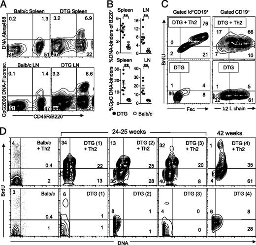 FIGURE 2. Quantification of anti-dsDNA B cells in DTG mice and collaboration with Id-specific Th2 cells. (A) Binding of fluorochrome-labeled DNA or CpG 2006 DNA to B220+ B cells of DTG mice compared with BALB/c control. Ungated spleen cells, DNA-Alexa Fluor 488 versus B220 expression (upper panels). Ungated lymph node (LN) cells. CpG 2006–fluorescein versus B220 expression is shown (lower panels). (B) Frequency of DNA- and CpG 2006–binding B220+ B cells from lymph nodes or spleens of DTG (●) or BALB/c (○) mice. Data are mean + SEM (**p < 0.008, Mann–Whitney U test). (C) Proliferation (BrdU incorporation) versus size (Fsc, left panels) or versus λ2 L chain expression (right panels) in gated CD19+ B cells from a DTG mice mouse (age 24 wk) that was cultured or not with Id-specific Th2 cells. (D) Proliferation (BrdU incorporation) versus DNA binding in gated splenic B220+ B cells cultured or not with Id-specific Th2 cells. DTG (1) through DTG (4) correspond to mice shown in Supplemental Fig. 1B. DTG (1) through DTG (3) were between 24 and 25 wk old. DTG (4) was 42 wk old (end-stage disease). See also Supplemental Fig. 1.