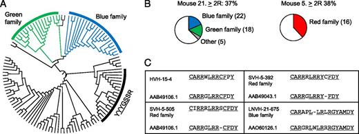 FIGURE 5. Phylogenetic tree of IgVH sequences generated from hybridomas and tissues of DTG mouse 21. (A) Phylogenetic tree generated from unique IgVH sequences obtained from DTG mouse 21. Blue or green color indicates that these sequences share the same junctions and are classified as belonging to the blue family and green family. A family in the right part of the phylogenic tree has CDR3 sequences with the YYGS motif (indicated). (B) Sequences with two or more arginines in CDR3 (≥2R, total percentage, and number of sequences are indicated) identified the clonally related blue and green families, as in (A), five single-member families in mouse 21 (“Other”) (left panel), as well as the red family in mouse 5 (right panel). (C) Examples of similarities between anti-dsDNA VH CDR3 sequences obtained from DTG mice HVH-15-4, SVH-5-392, SVH-5-505, and LNVH-21-675 (blue/red families as indicated), as well as from lupus-prone mice reported in the literature. Sequences AAB49106.1 and AAB49043.1 are derived from BWF1 mice (36); the lower right example is from BALB gld/gld (AAO60126.1). See Supplemental Fig. 2 for enlargement of the phylogenetic tree in (A) and identification of single-member families with at least two arginines in CDR3. See Supplemental Table I for IgVH junction analysis. HVH, hybridoma IgVH; LNVH, lymph node IgVH; SVH, spleen IgVH.