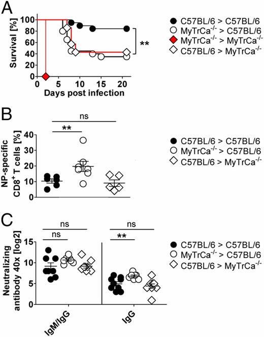 FIGURE 7. TLR/RLH signaling of radioresistant and radiosensitive cells is needed to protect against lethal VSV infection. (A) WT and MyTrCa−/− mice were irradiated with 9 Gy, and 1 d later, mice were injected with 1 × 107 BM cells of WT or MyTrCa−/− mice. Eight weeks after the reconstitution, WT > WT, MyTrCa−/− >MyTrCa−/−, WT > MyTrCa−/−, and MyTrCa−/− > WT mice were i.v. challenged with 2 × 104 PFU VSV, and survival was monitored twice daily. n ≥ 11. **p ≤ 0.0069 log-rank, Mantel–Cox test. (B) On day 6 postinfection, blood samples were drawn, and NP-specific CD8+ T cells were determined by pentamer staining (n ≥ 5). (C) Neutralizing Ab responses were analyzed from serum 8 days postinfection (n ≥ 7). Horizontal bars indicate means ± SEM. **p ≤ 0.007 one-tailed Mann–Whitney U test. Data shown are pooled from two to three independently performed experiments.
