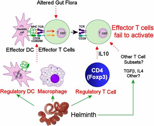 FIGURE 1. Helminths activate regulatory circuits that limit inflammation in IBD. IBD results from overresponsiveness of adaptive immune pathways to normal constituents of intestinal contents. H. polygyrus bakeri infection induces regulatory DCs and macrophages, and it activates Tregs (CD4+Foxp3+) in the gut to inhibit effector T cell responses. IL-10 coming from intestinal Tregs is particularly important. TGF-β and IL-4 also participate in the regulation. Intestinal helminthic infections alter the composition of gut flora. Although yet unproven, changes in intestinal flora could impact mucosal immune function, leading to protection from IBD.