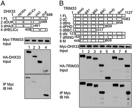 FIGURE 4. TRIM33 binds to the HA2 domain of DHX33 via its C-terminal BBC domain. Schematic structures of full-length (FL) and three truncations of DHX33 (A, top panel) and FL and seven truncations of TRIM33 (B, top panel) were shown. Numbers represent amino acid residues. Domain mapping of DHX33 and TRIM33 interactions was shown in the bottom panels (A and B). HA-tagged FL and truncation constructs were coexpressed with Myc-tagged TRIM33 (A) or DHX33 (B), followed by immunoprecipitation (IP) with Myc-beads and then immunoblotting (IB) of HA to detect the interacting molecules (middle panel). Five percent input of HA-tagged truncations, and FL construct is shown in bottom panels (IP Myc and IB HA), whereas input of Myc-tagged FL protein is shown as input. BB1, B-box motif 1; BB2, B-box motif 2; Brom, bromodomain; DEXDc, DEAD-like helicases superfamily domain; DUF, domain of unknown function; HA2, helicase-associated domain; HELICc, helicase C-terminal domain; PHD, plant homeo domain; RING, really interesting new gene.