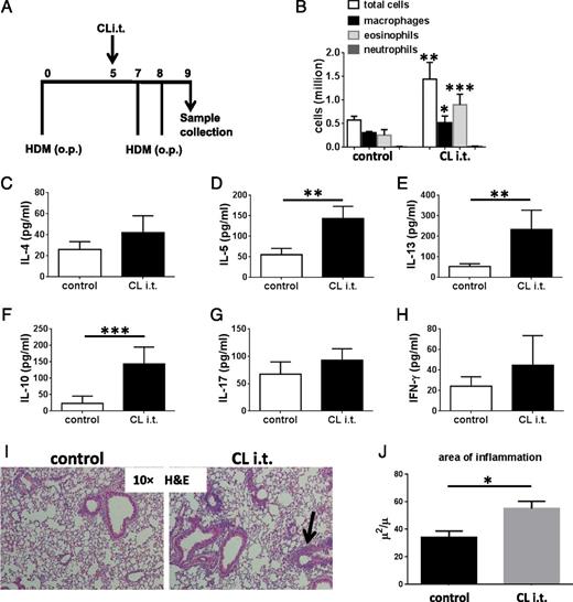 FIGURE 1. Augmented allergic lung inflammation in the murine HDM model after depletion of rAMs. (A) Schematic representation of experimental protocol employing oropharyngeal (o.p.) administration of HDM and i.t. administration of liposomal clodronate (CL). (B) BALF numbers of total cells, macrophages, eosinophils, and neutrophils in mice subjected to HDM-induced asthma, treated with liposomal clodronate to deplete rAMs or control (empty) liposomes. Mice were sacrificed at day 9 of the protocol. Total cells from BALF were counted by light microscopy; differential cell count after Wright–Giemsa staining was performed on 300 cells. (C–H) BALF levels of cytokines were measured by ELISA in asthmatic mice subjected to depletion of rAMs. Data presented in all panels are expressed as the mean ± SEM from four experiments with two to three mice per group per experiment.*p < 0.05, **p < 0.01, ***p < 0.001. (I) Representative lung sections stained with H&E (original magnification ×10) to visualize peribronchial leukocyte infiltration and thickened smooth muscle tissue (arrow). (J) Quantitation of inflammation area (square micron per micron of basement membrane) in H&E-stained lung of asthmatic mice treated with i.t. liposomal clodronate or empty liposomes (control). Data presented in (J) are expressed as the mean ± SEM from 10 bronchi from each of three mice per group.*p < 0.05.