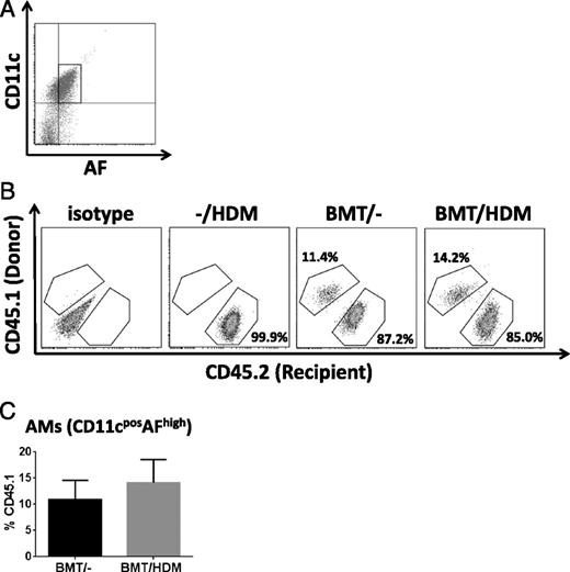 FIGURE 4. Circulating precursor cells do not contribute to BALF AM accumulation in asthma, as revealed by chimeric mice. (A) Gating strategy for identification of AMs in asthma. Recipient CD45.2 mice were sublethally irradiated and reconstituted with bone marrow cells from CD45.1 donor mice. At 5 wk after bone marrow transplantation (BMT), mice were subjected to HDM protocol, and at day 9, CD45.2 mice were sacrificed and BALF was collected for flow cytometric analysis of the percentage of CD45.1-positive donor cells. AMs were gated based on their higher forward scatter, followed by negative selection for cell death using Fixable Viability Dye eFluor 450, and CD11cpos and high autofluorescence (AF)high. (B) Percentage of donor (CD45.1) cells among BALF AMs in asthmatic mice. AMs from BALF of CD45.2 mice exposed to asthma (−/HDM) or that underwent irradiation and CD45.1 reconstitution alone (BMT/−) or that were subsequently subjected additionally to the HDM protocol (BMT/HDM) were gated as described in (A), and the percentage of CD45.1-positive donor AMs was calculated. Representative dot-plots are presented, and the donor and recipient populations are indicated by separate gates. (C) Quantitative analysis of CD45.1pos population of AMs (recruited AMs) in BALF. Data are presented as the mean ± SEM from two experiments, each using five mice per group.