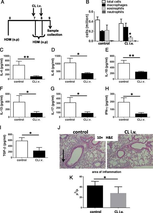 FIGURE 5. Depletion of circulating monocytes attenuates allergic lung inflammation. (A) Schematic representation of the protocol for i.v. administration of liposomal clodronate (CL) relative to HDM challenge. Asthmatic mice treated with i.v. clodronate or empty liposomes (control) were sacrificed at day 9 of the protocol. (B) Total BALF cells, eosinophils, macrophages, and neutrophils were determined by counting under light microscopy; differential cell count after Wright–Giemsa staining was performed on 300 cells. (C–I) Cytokines in BALF of asthmatic mice were assessed by ELISA following depletion of circulating monocytes. Data presented in all panels are expressed as the mean ± SEM from four experiments, each using two to three mice per group.*p < 0.05, **p < 0.01. (J) Representative lung sections stained with H&E (original magnification ×10) to visualize peribronchial leukocyte infiltration and thickened smooth muscle tissue (arrow). (K) Quantitation of inflammation area (square micron per micron of basement membrane) in H&E-stained lung of asthmatic mice treated with i.v. liposomal clodronate or empty liposomes (control). Data presented in (J) are expressed as the mean ± SEM from 10 bronchi from each of three experiments with two mice per group.*p < 0.05.