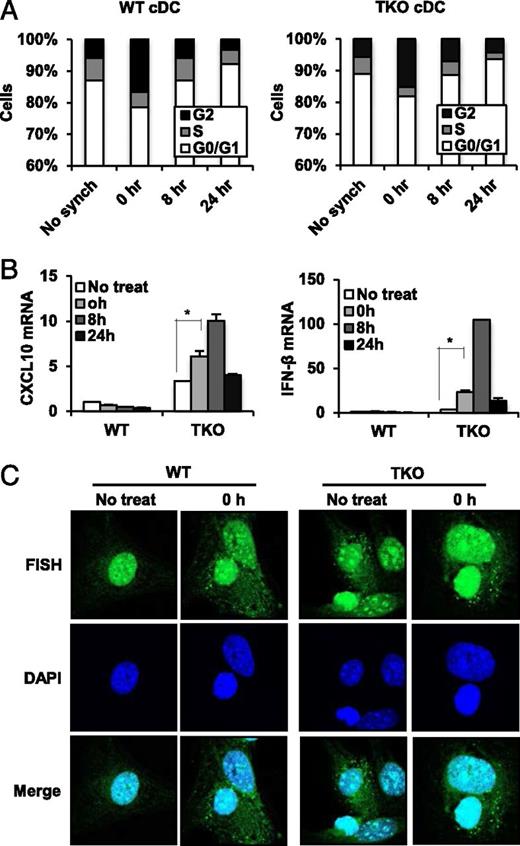 FIGURE 4. DNA species left over from cellular replication activates STING in Trex1 deficiency. (A) Cell cycle analysis in BMDCs isolated from WT and TKO mice at 0, 8, and 24 h after release from thymidine/nocodazole block for synchronization. (B) qPCR analysis of IFIT3 and IFN-β in BMDCs isolated from WT and TKO mice at 0, 8, and 24 h after release from thymidine/nocodazole block for synchronization. Error bars indicated SD. Statistical analysis was performed using a Student t test. *p ≤ 0.05. (C) FISH of all mouse centromere in BMDMs isolated from WT and TKO mice at 0 h after release from synchronization. DAPI was used for counterstaining. The cells were examined under Leica SP5 spectral confocal inverted microscope. Original magnification ×1260. Data are representative of at least two independent experiments.