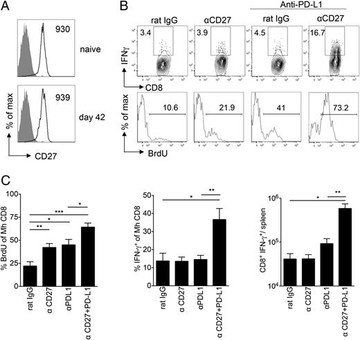 FIGURE 3. Effect of agonistic anti-CD27 and/or blocking anti–PD-L1 Ab upon unhelped Mh CD8+ T cell effector functions. (A) From experiments of similar design to those in Fig. 2, representative histograms show CD27 expression upon naive input Mh CD8+ T cells or on day 42 (open histograms) following transfer to irradiated male mice and isolation from recipient spleens. Filled histograms show isotype control staining. Numbers indicate mean fluorescence intensity. (B) BMT recipients were given anti-CD27 on day 35 following unhelped Mh CD8+ T cell transfer (n = 8) or 200 μg anti–PD-L1 blocking Ab on days 36 and 39 (n = 9) or both Abs (n = 9). Control mice received the same number of i.p. injections with the relevant isotype control (n = 7). Top, Representative contour plots show IFN-γ production by Mh CD8+ T cells following exposure overnight to UTY peptide, with gates set according to irrelevant peptide. Bottom, Representative histograms showing the percentage of Mh CD8+ T cells incorporating BrdU. (C) Graphs show mean percentage ± SEM of Mh CD8+ T cells that had incorporated BrdU, mean percentage ± SEM of Mh CD8+ T cells that produced IFN-γ, and mean ± SEM absolute numbers of Mh CD8+IFN-γ+ cells/spleen. Data are pooled from two independent experiments. Statistical comparisons performed using two-tailed, unpaired Student t test: *p < 0.05, **p < 0.01, ***p < 0.001.