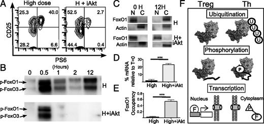 FIGURE 4. Akt regulates FoxO1 phosphorylation and localization. T cells were stimulated under high-dose conditions in the presence or absence of an Akt inhibitor (Akti1/2). (A) Phosphorylation of pS6 (PS6) was monitored by flow cytometry. An example of untreated (left panel) and Akt inhibitor–treated (right panel) T cells stimulated for 12 h are depicted. (B) Phosphorylation of Thr24 on FoxO1 was monitored by Western blotting at the indicated time points. (C) Nuclear and cytoplasmic fractions were Western blotted for total FoxO1 protein. (D) PTEN mRNA levels were determined by qPCR for T cells stimulated for 12 h with high dose (High) and high dose–treated with Akt inhibitor (H+iAkt). (E) ChIP experiments measured the association of FoxO1 and the 5 kb upstream of the PTEN promoter under Th (High) and Th with Akt inhibitor (High+iAkt) conditions. A t test was performed in (D) and (E). The multiple mechanisms identified that differentially regulate PTEN under Treg and Th conditions are illustrated in (F). ***p < 0.001.