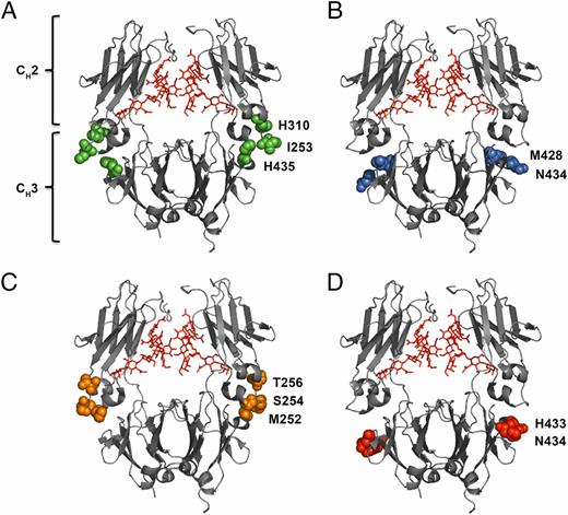 Fc Engineering of Human IgG1 for Altered Binding to the Neonatal Fc ...