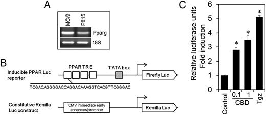 FIGURE 11. CBD enhances PPAR-γ transcriptional activity. (A) Expression of PPAR-γ on mast cells. PPAR-γ message was analyzed on murine cloned mast cells (MC/9) and P815 mast cell line by RT-PCR. (B) PPAR-γ–luciferase reporter and control vector used in the experiment. Consensus binding site sequence in the PPAR transcriptional response element (TRE) repeats is shown. (C) Murine P815 cells were transfected with inducible PPAR-Luciferase (Firefly) reporter along with constitutive Renilla-luciferase construct, followed by treatment with vehicle (control), CBD (0.1 and 1 μM), or known PPAR-γ agonist troglitazone (10 μM). Transcriptional activity of PPAR-γ was measured by luciferase assay by luminometry. Relative luciferase units were normalized using Renilla construct, and fold change was calculated. Mean ± SD of triplicate determinations from a representative experiment are shown. Student t test, *p < 0.05 compared with control.