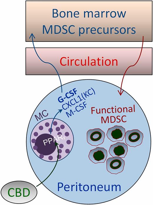 FIGURE 12. Proposed mechanism for induction of MDSC in vivo by CBD. Induction of functional MDSC from BM precursors by CBD and their accumulation in the periphery appears to be primarily mediated by chemokines, predominantly G-CSF, with likely involvement of mast cells (MC) and PPAR-γ in the process.