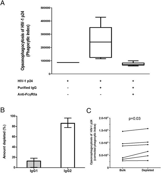 FIGURE 5. pDC-reactive opsonophagocytic Ab responses against HIV-1 p24 are mediated via FcγRIIa and not decreased by depletion of IgG2 from Ig preparations. Purified plasma IgG from two elite controllers, two viremic controllers, and two noncontrollers, who had previously exhibited the highest phagocytic scores, were used to determine whether phagocytosis of Abs to HIV-1 p24 by Gen2.2 cells was mediated through FcγRIIa and also to examine the effect of IgG2 depletion on pDC-reactive opsonophagocytic Ab responses against HIV-1 p24. (A) Gen2.2 cells were pretreated with anti-FcγRIIa at a concentration of 50 μg/ml or with PBS. Subsequently, pretreated cells were cultured with purified plasma IgG (25μg/ml). (B) The percentage of IgG1 and IgG2 that was depleted from Ig preparations relative to nondepleted samples (median ± range). (C) Effect of IgG2 depletion on the pDC-reactive opsonophagocytic Ab response against HIV-1 p24.